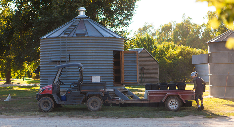 Box Grove Vineyard